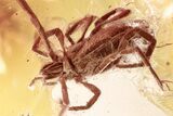 Detailed Fossil Mite (Acari) Fossil in Baltic Amber - Rare Genus #372497-1